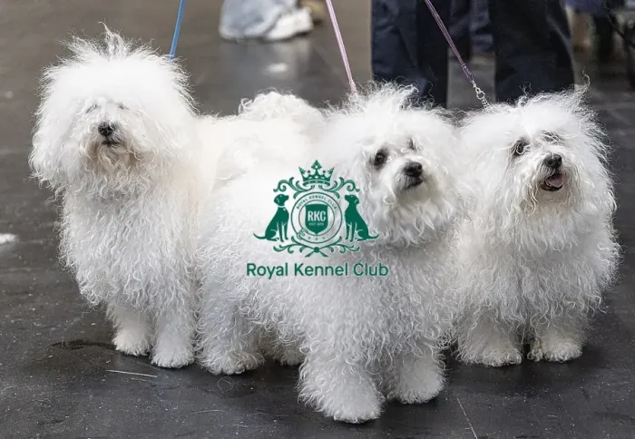 Framed Print : Odin, Tia & Call owned by Chris Thatcher from Somerset Bolognese's who were competing today (Friday 07 / 03 / 25) Framed Print : Odin, Tia & Call owned by Chris Thatcher from Somerset Bolognese's who were competing today (Friday 07 / 03 / 25)