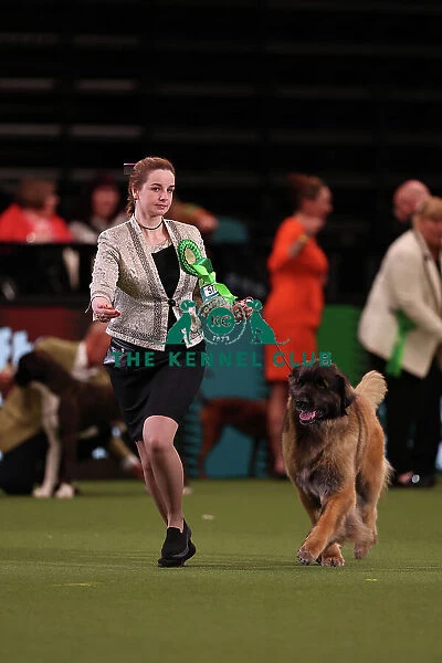 Olga Agadova from Cyprus with Ezhy, a Leonberger, which was the Best of Breed winner today (Friday 10. 03. 23), the second day of Crufts 2023, at the NEC Birmingham