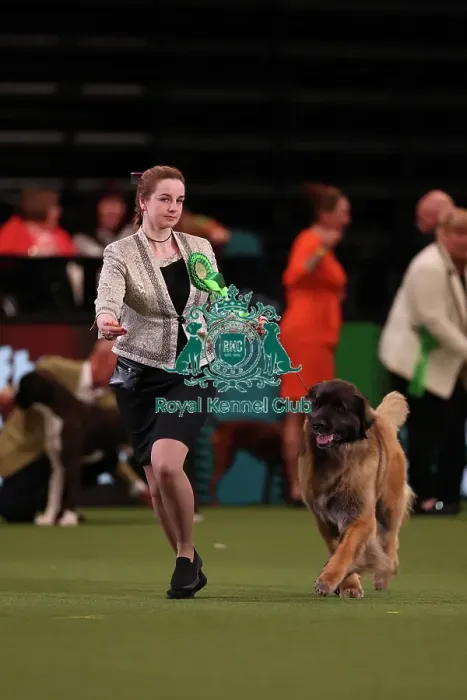 Framed Print : Olga Agadova from Cyprus with Ezhy, a Leonberger, which was the Best of Breed winner today (Friday 10. 03. 23), the second day of Crufts 2023, at the NEC Birmingham