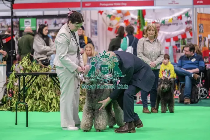 Framed Print : Ollie the Poodle (Standard) Framed Print : Ollie the Poodle (Standard)