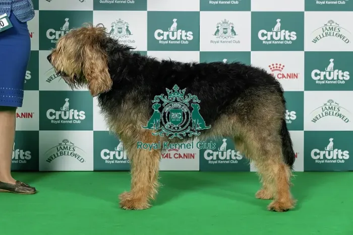 Framed Print : Otterhound Best of Breed Crufts 2026 Framed Print : Otterhound Best of Breed Crufts 2026