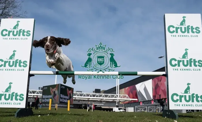 Framed Print : Ozzy an English Springer Spaniel a first time competitor in Obreedience Framed Print : Ozzy an English Springer Spaniel a first time competitor in Obreedience