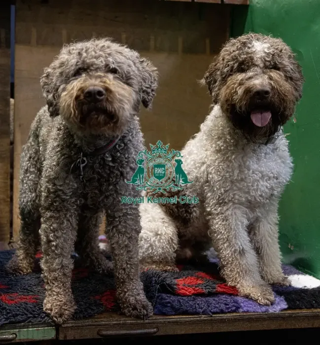 Framed Print : Ozzy (L) & Charlie (R) both Lagotto Romagnolo's from Fairham who were competing today (Saturday 08 / 03 / 25) Framed Print : Ozzy (L) & Charlie (R) both Lagotto Romagnolo's from Fairham who were competing today (Saturday 08 / 03 / 25)