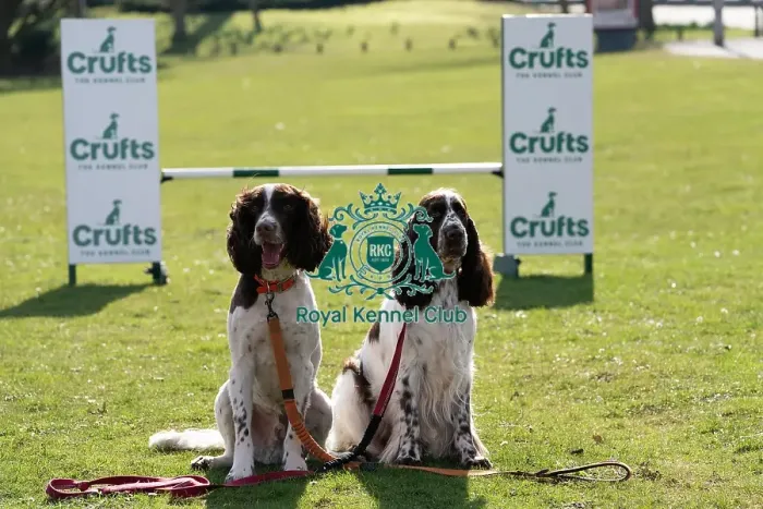 Framed Print : Ozzy and Leah English Springer Spaniels and first time competitor in Obreedience Framed Print : Ozzy and Leah English Springer Spaniels and first time competitor in Obreedience