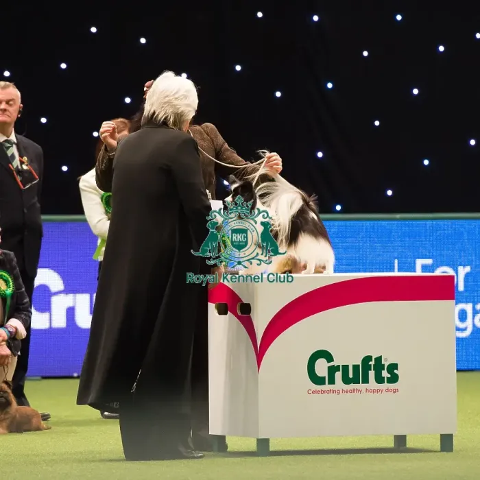 Framed Print : Papillon Best of Breed Crufts 2017 Framed Print : Papillon Best of Breed Crufts 2017