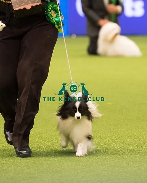 Papillon Best of Breed Crufts 2017
