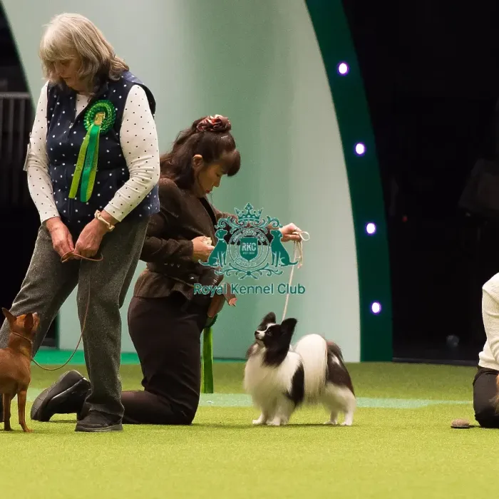 Framed Print : Papillon Best of Breed Crufts 2017 Framed Print : Papillon Best of Breed Crufts 2017