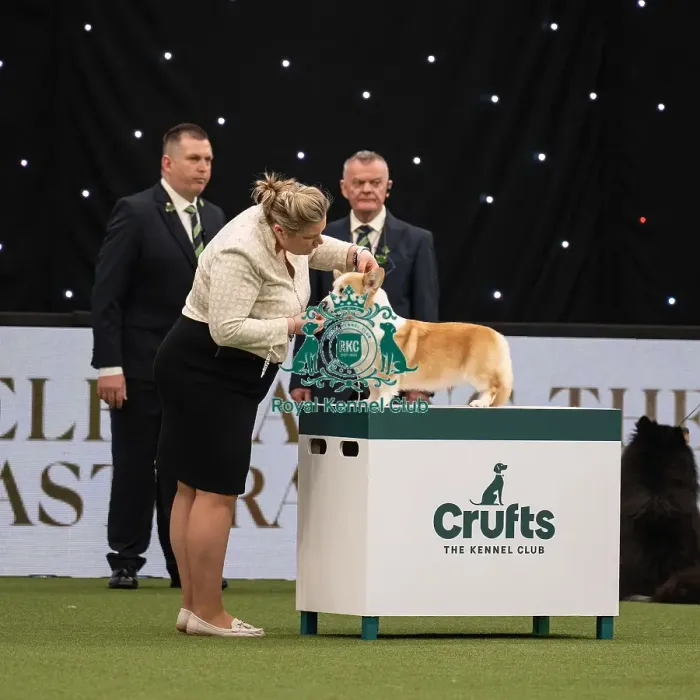 Framed Print : Pastoral Group judging Crufts 2022