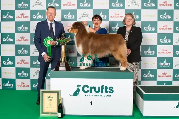 Australian Shepherd Pastoral Crufts British And Irish Dog Breeds