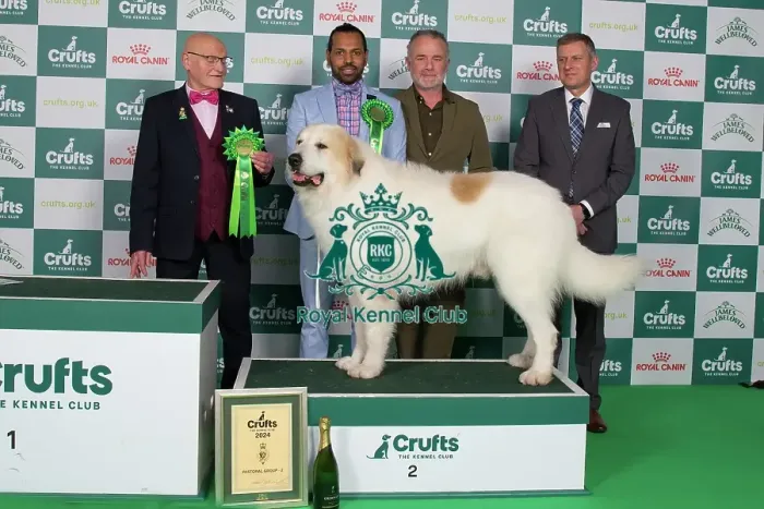 Framed Print : Pastoral Group Winner 2nd place stacked photo Pyrenean Mountain Dog 13321 - Be / nl / dk / ch / lu / de / int Ch Qamar Du Grand Tendre (Mr Amj & Mr Jc Tijtgat & Akurassage)