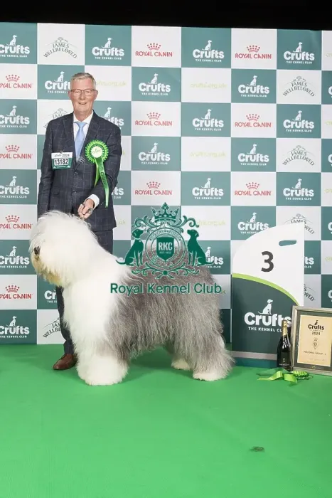 Framed Print : Pastoral Group Winner 3rd place stacked photo Old English Sheepdog 13182 - Multi Ch Reata's Vector Space JW A18 Ww21 (N &s Meijer) Framed Print : Pastoral Group Winner 3rd place stacked photo Old English Sheepdog 13182 - Multi Ch Reata's Vector Space JW A18 Ww21 (N &s Meijer)