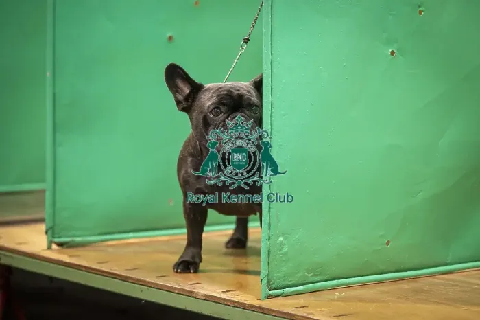 Framed Print : Pearl, a French Bulldog, who was competing today (Friday 07 / 03 / 25)