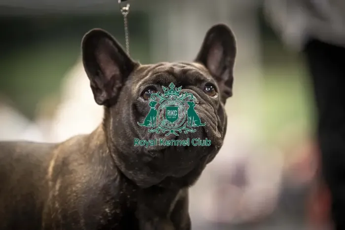 Framed Print : Pearl, a French Bulldog, who was competing today (Friday 07 / 03 / 25)