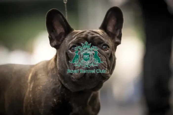 Framed Print : Pearl, a French Bulldog, who was competing today (Friday 07 / 03 / 25)