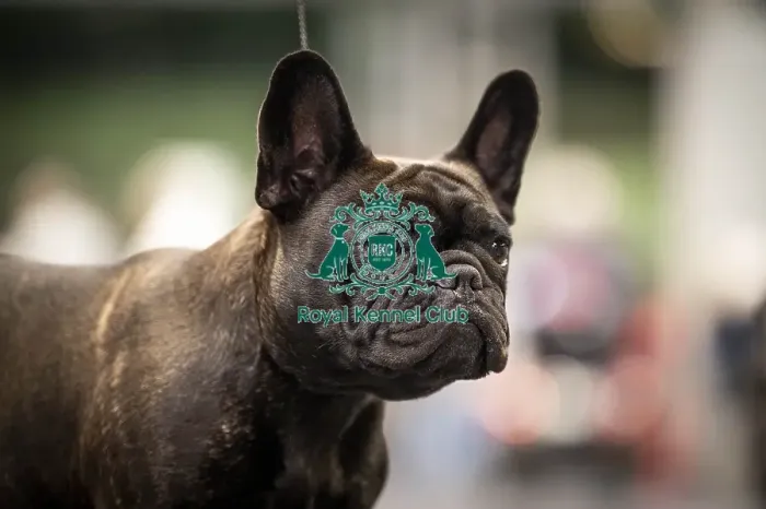 Framed Print : Pearl, a French Bulldog, who was competing today (Friday 07 / 03 / 25)