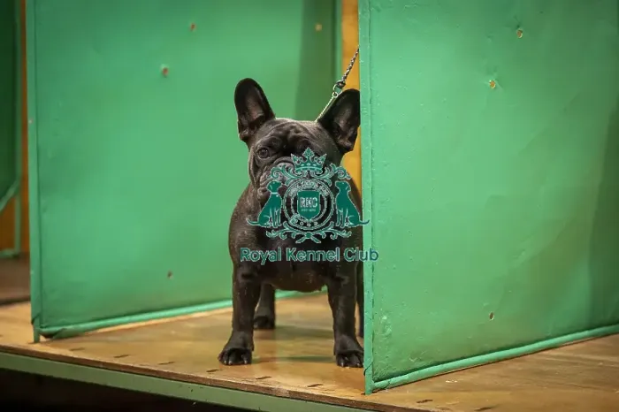 Framed Print : Pearl, a French Bulldog, who was competing today (Friday 07 / 03 / 25)