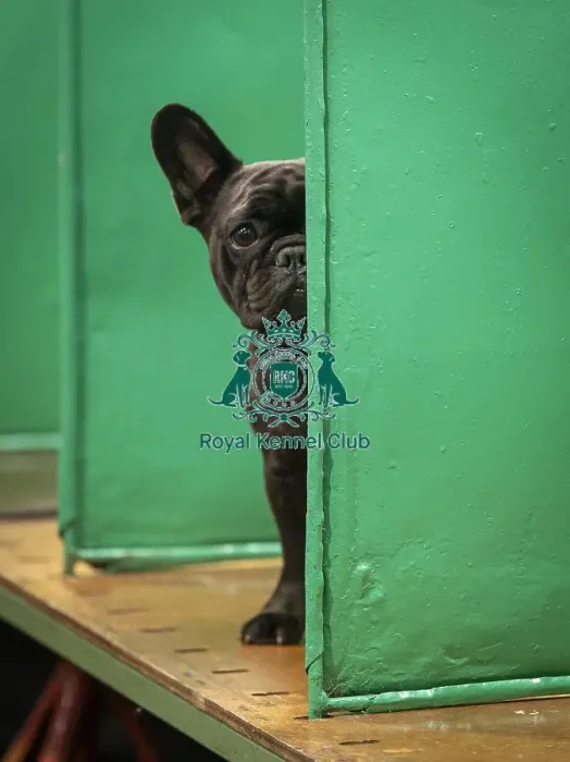 Framed Print : Pearl, a French Bulldog, who was competing today (Friday 07 / 03 / 25)