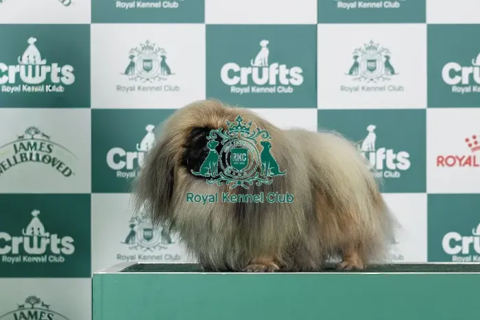 Framed Print : Pekingese Best of Breed Crufts 2026 Framed Print : Pekingese Best of Breed Crufts 2026