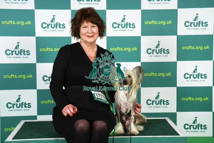 Framed Print : Pernilla Johansson from Sweden, with Walter, a Chinese Crested, which was the Best of Breed winner today (Sunday 12. 03. 23), the last day of Crufts 2023, at the NEC Birmingham Framed Print : Pernilla Johansson from Sweden, with Walter, a Chinese Crested, which was the Best of Breed winner today (Sunday 12. 03. 23), the last day of Crufts 2023, at the NEC Birmingham