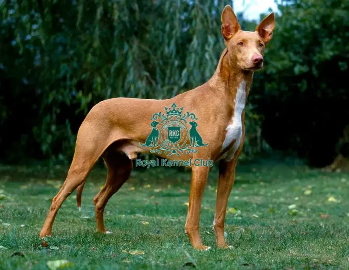 Framed Print : Pharaoh Hound Framed Print : Pharaoh Hound