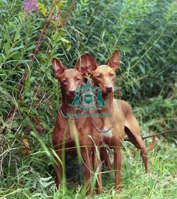 Framed Print : Pharaoh hound Framed Print : Pharaoh hound