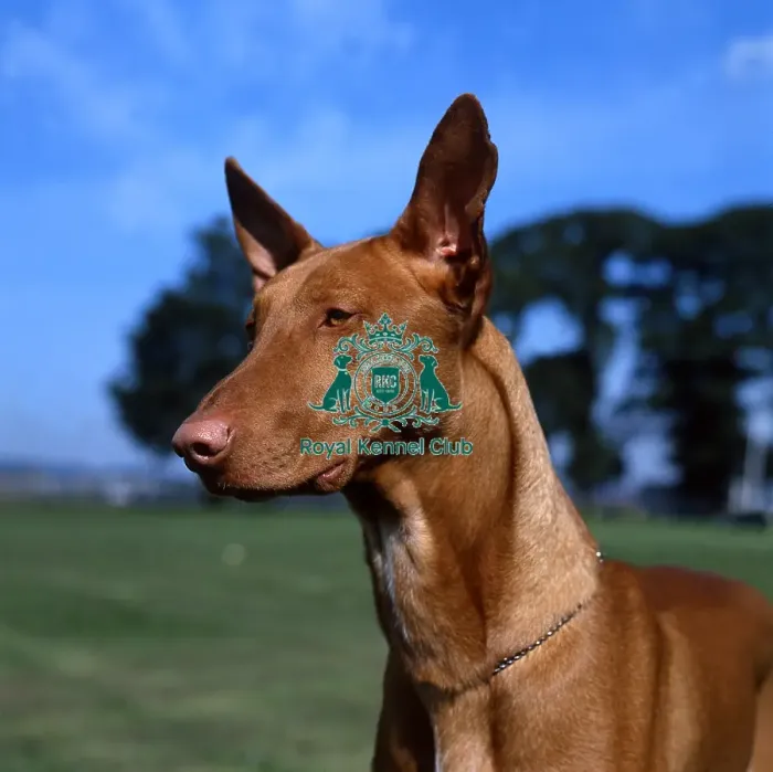 Framed Print : Pharaoh Hound Framed Print : Pharaoh Hound