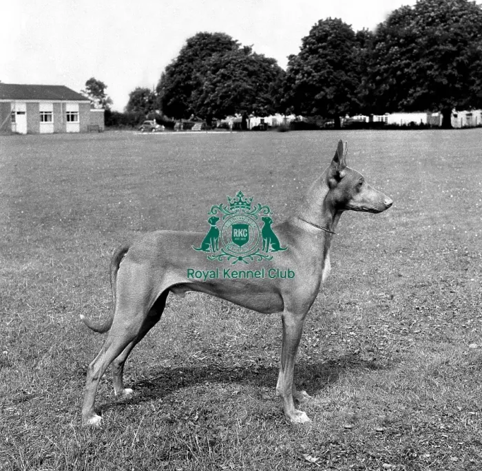Framed Print : Pharaoh Hound Framed Print : Pharaoh Hound