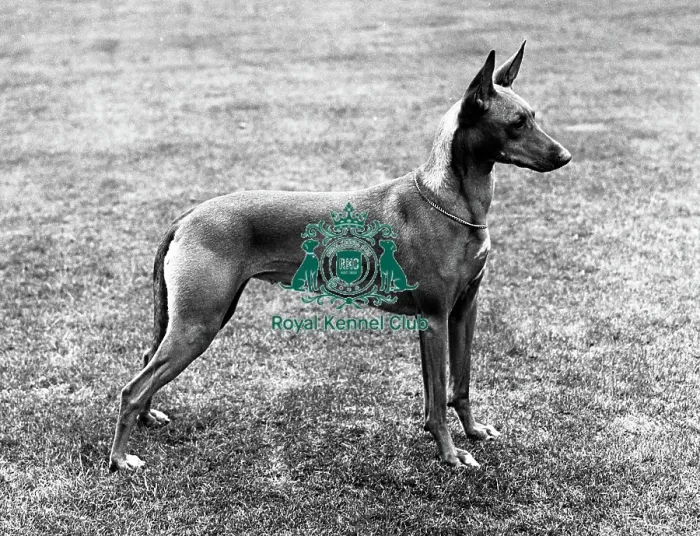 Framed Print : Pharaoh Hound Framed Print : Pharaoh Hound
