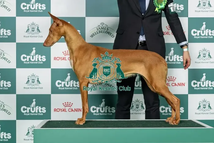Framed Print : Pharaoh Hound Best of Breed Crufts 2026 Framed Print : Pharaoh Hound Best of Breed Crufts 2026