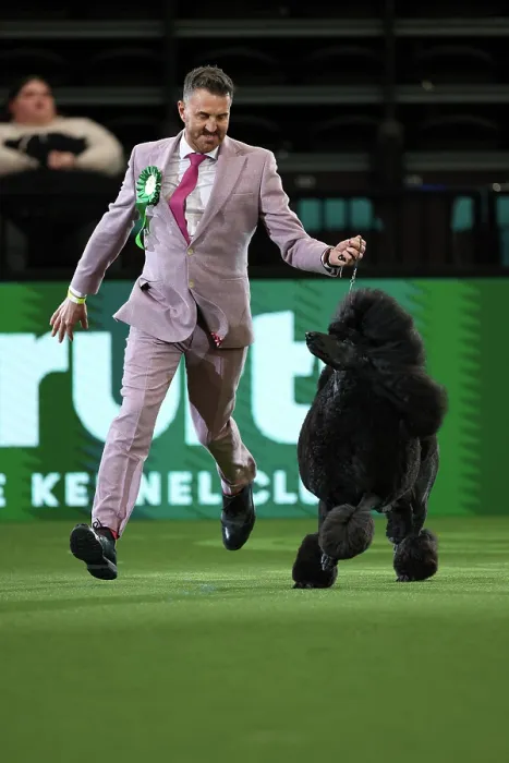 Framed Print : Philip Langdon with their Poodle, called Jake, in the 150th Anniversary Class today (Thursday 09. 03. 2023) at Crufts 2023 Framed Print : Philip Langdon with their Poodle, called Jake, in the 150th Anniversary Class today (Thursday 09. 03. 2023) at Crufts 2023