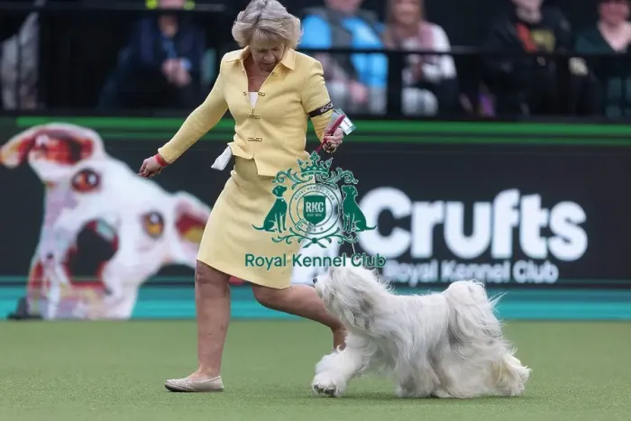 Framed Print : Phoebe, a Tibetan Terrier, competing in the Junior Warrant Final today (05) Framed Print : Phoebe, a Tibetan Terrier, competing in the Junior Warrant Final today (05)