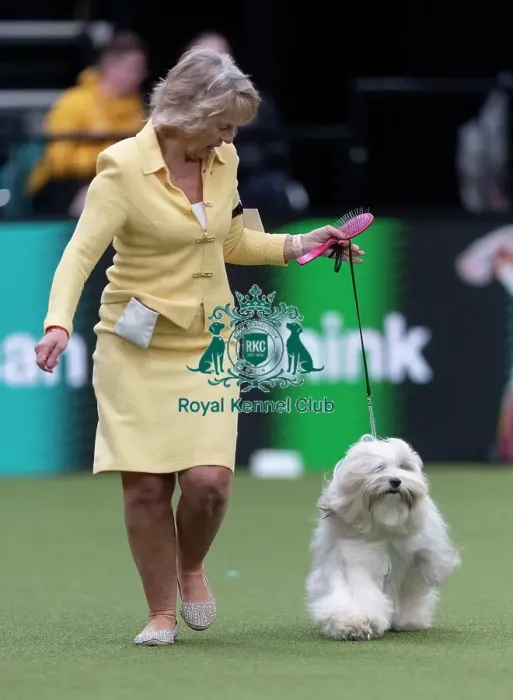 Framed Print : Phoebe, a Tibetan Terrier, competing in the Junior Warrant Final today (05) Framed Print : Phoebe, a Tibetan Terrier, competing in the Junior Warrant Final today (05)