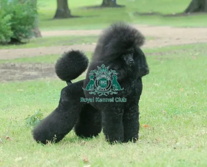 Framed Print : Poodle (Miniature) Framed Print : Poodle (Miniature)