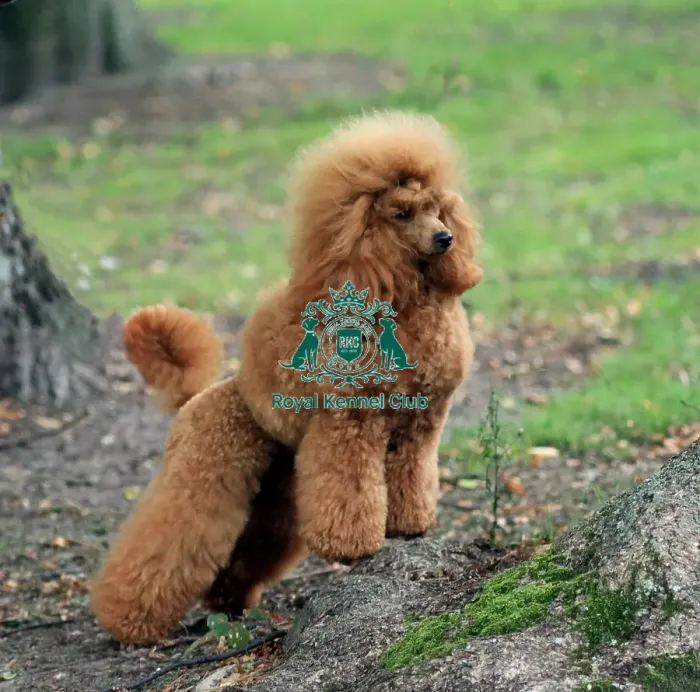 Framed Print : Poodle (Miniature)