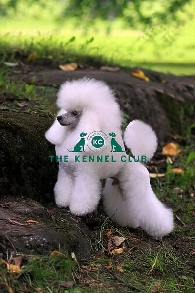 poodle, outdoors, outside, stacked, show dog, groomed, small, grass
