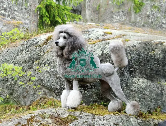 Framed Print : Poodle (Standard)