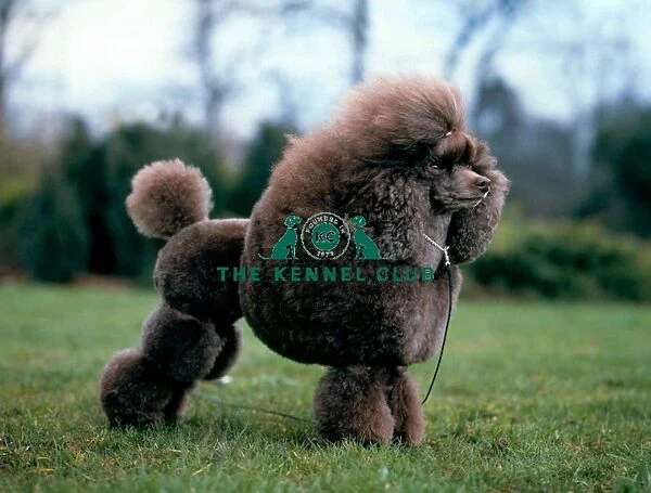 Poodle-Toy