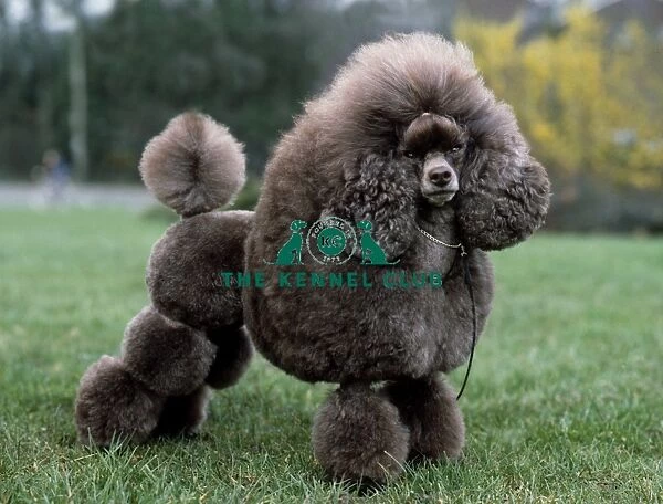 Poodle (Toy)