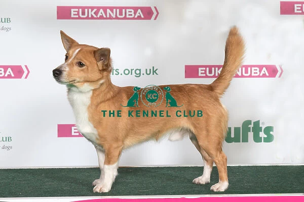 PORTUGUESE PODENGO Best of Breed Crufts 2017