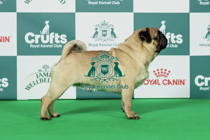 Framed Print : Pug Best of Breed Crufts 2026 Framed Print : Pug Best of Breed Crufts 2026