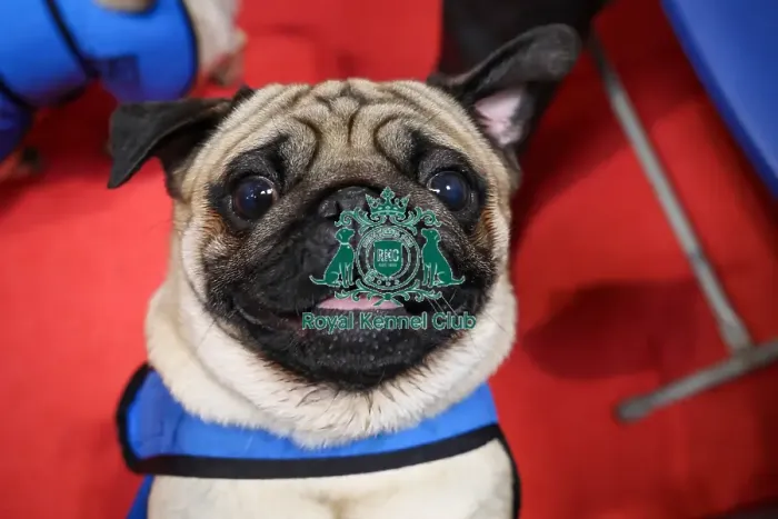 Framed Print : Pug at Discover Dogs Framed Print : Pug at Discover Dogs