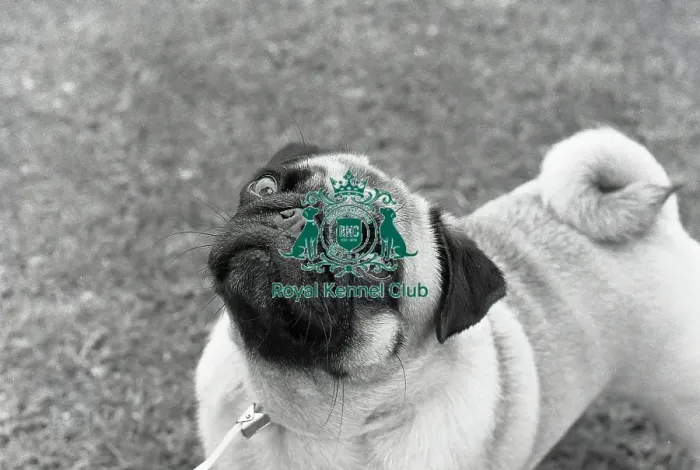 Framed Print : Pug outside at a dog show photo by Diane Pearce Framed Print : Pug outside at a dog show photo by Diane Pearce