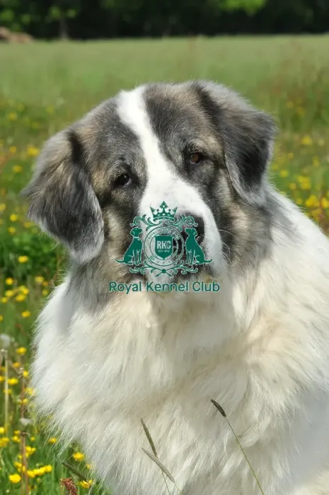 Framed Print : Pyrenean Mastiff (Imp) Framed Print : Pyrenean Mastiff (Imp)