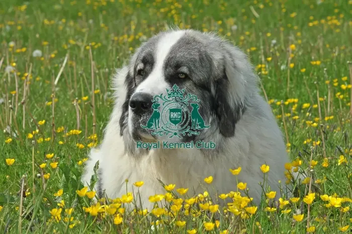 Framed Print : Pyrenean Mastiff (Imp) Framed Print : Pyrenean Mastiff (Imp)