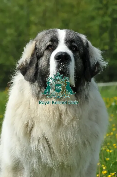 Framed Print : Pyrenean Mastiff (Imp) Framed Print : Pyrenean Mastiff (Imp)