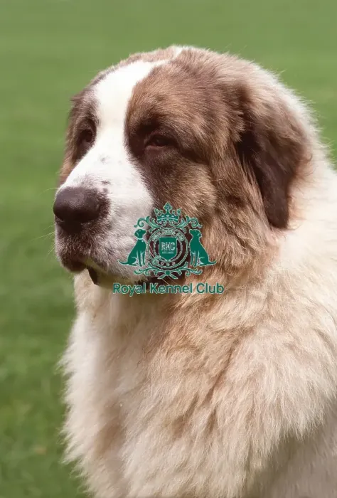 Framed Print : Pyrenean Mastiff (Imp) Framed Print : Pyrenean Mastiff (Imp)