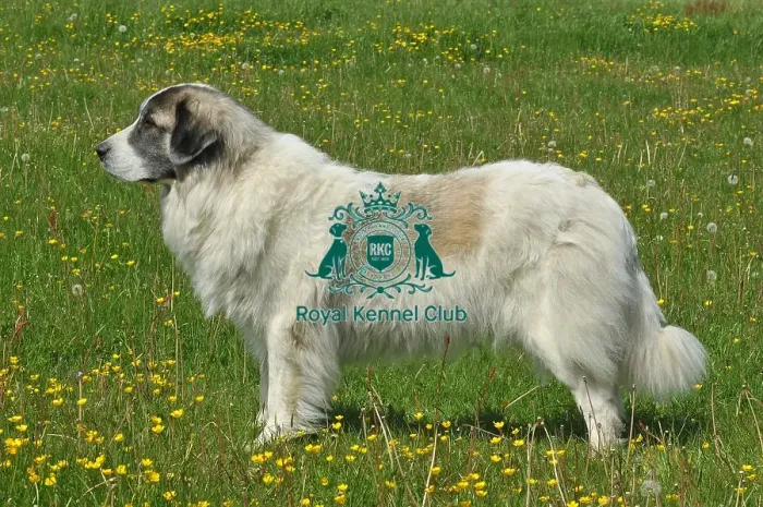 Framed Print : Pyrenean Mastiff (Imp) Framed Print : Pyrenean Mastiff (Imp)