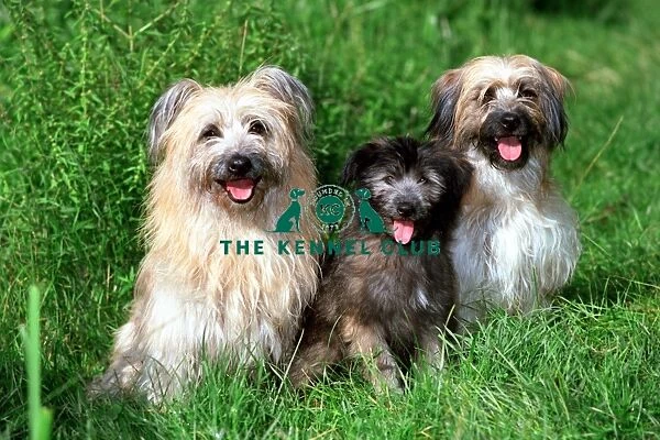 Pyrenean Sheepdog. Three Pyrenean Sheepdogs sat together in long grass