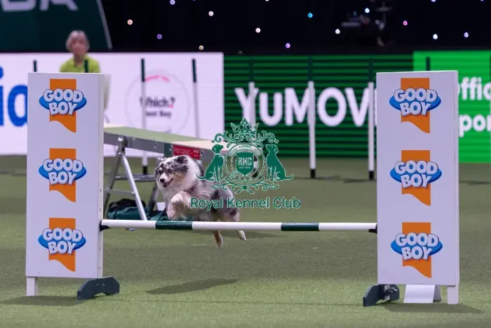 Framed Print : Rachel Ward with Fiametta, Competing in the Medium Championship Agility Final Framed Print : Rachel Ward with Fiametta, Competing in the Medium Championship Agility Final