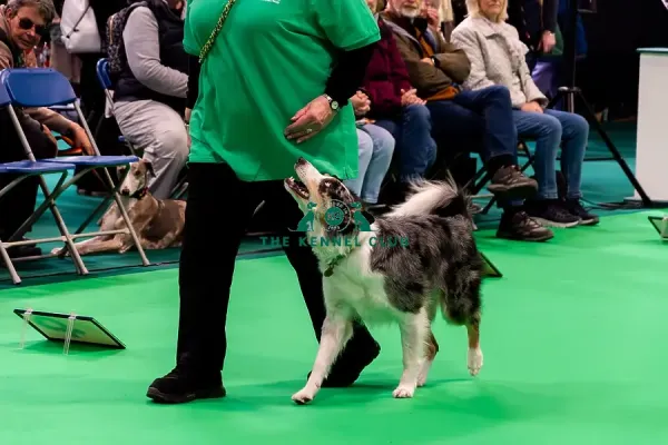 Have A Go Rally Art Prints, Posters Puzzles from The